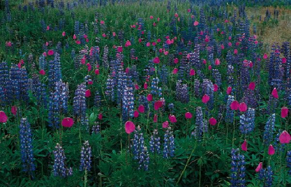 exposition : contre nature ou les fictions d&rsquo;un promeneur d&rsquo;aujourd&rsquo;hui