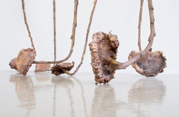 Persona / Hermine Anthoine