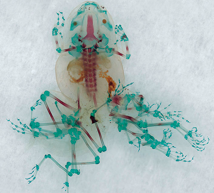 Brandon Ballengée © Laurence Godart 