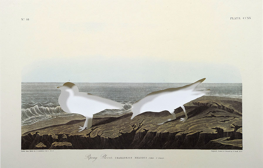 Brandon Ballengée © Laurence Godart 