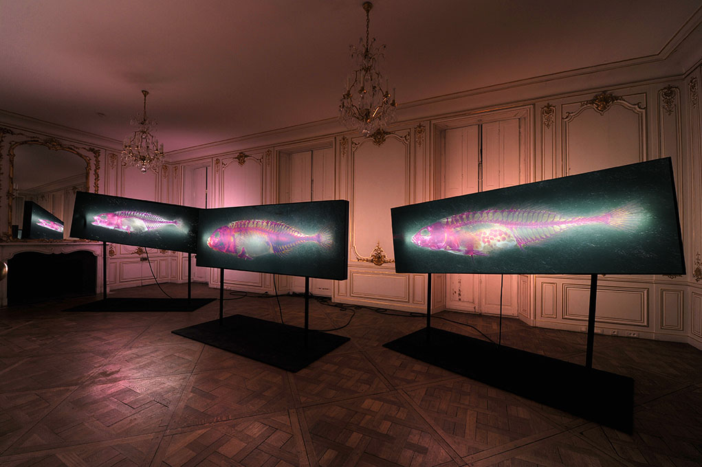 Brandon Ballengée © Laurence Godart 