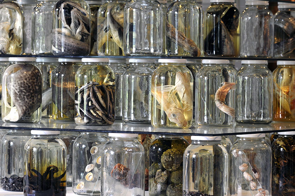 Brandon Ballengée © Laurence Godart