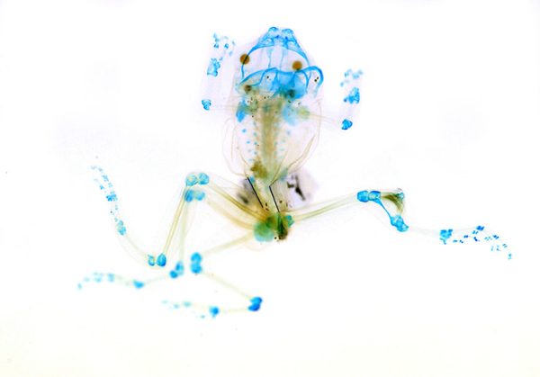 Brandon Ballengée, Augures d&rsquo;Innocence