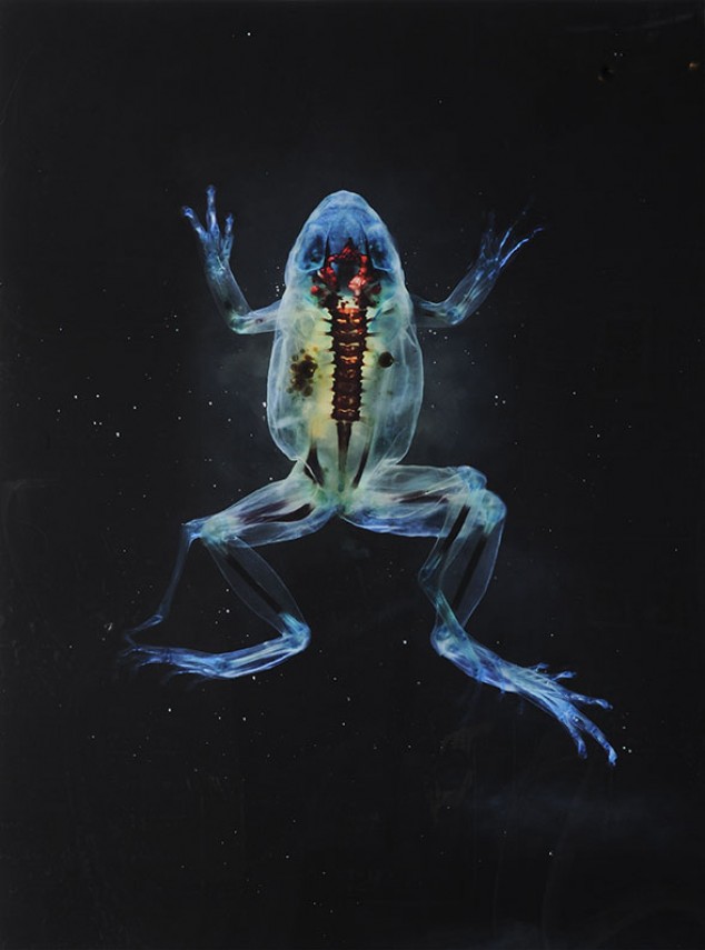 Brandon Ballengée © Laurence Godart 