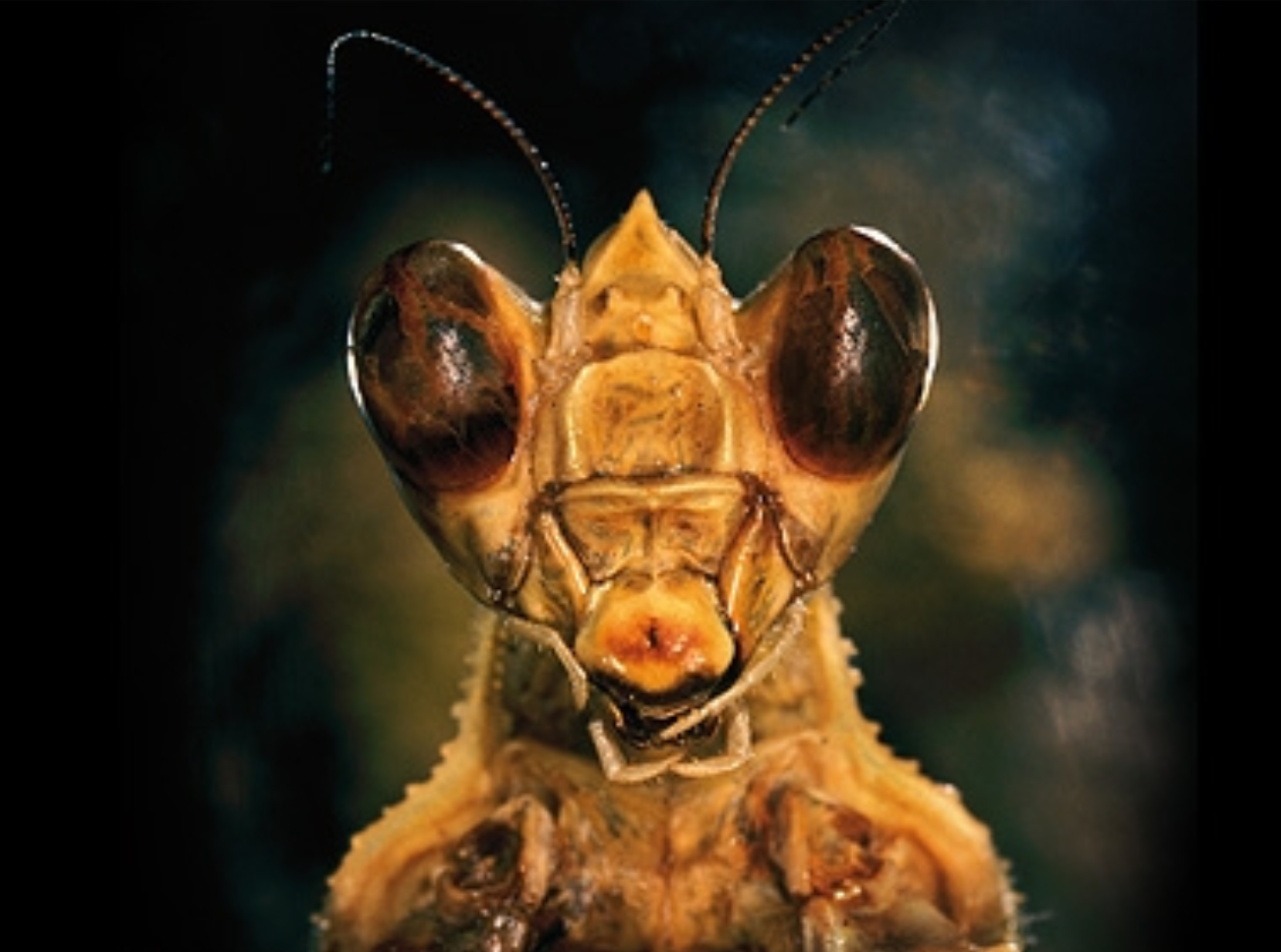 Les insectes passent à la table