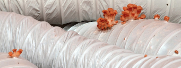 « The Politics and Pleasures of Food » s&rsquo;installe à l&rsquo;ACC Galerie Weimar