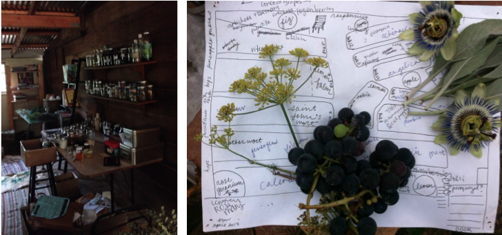 Laboratoire de plantes médicinales de Margaretha Haughwout.