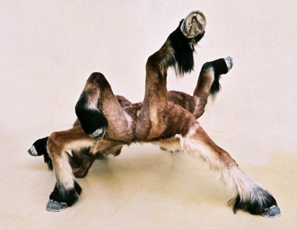 Soutenez le projet d&rsquo;exposition Homéostasie