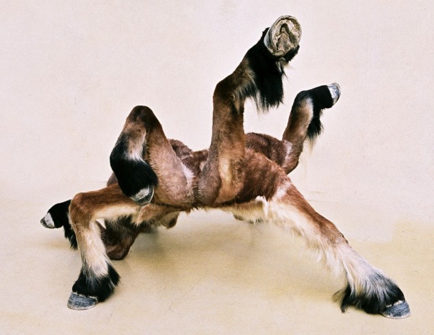 Soutenez le projet d&rsquo;exposition Homéostasie