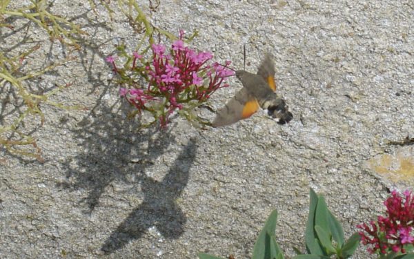 Regard N°69, Impact de l&rsquo;urbanisation et des pratiques de jardinage sur les communautés de papillons