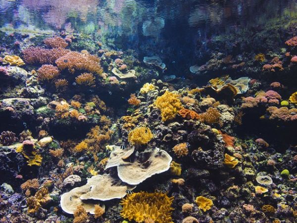 Exposition : « Corail cœur de vie, Émerveiller pour protéger », Aquarium de Paris