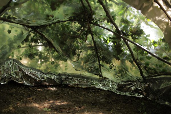 Exposition « Forêt thérapie »