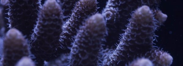 Exposition « Océan, une plongée insolite » au Muséum d&rsquo;Histoire naturelle, Paris