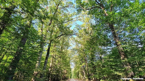 LA FORÊT EN FÊTE – APPEL À PROJETS ARTISTIQUES ET CULTURELS